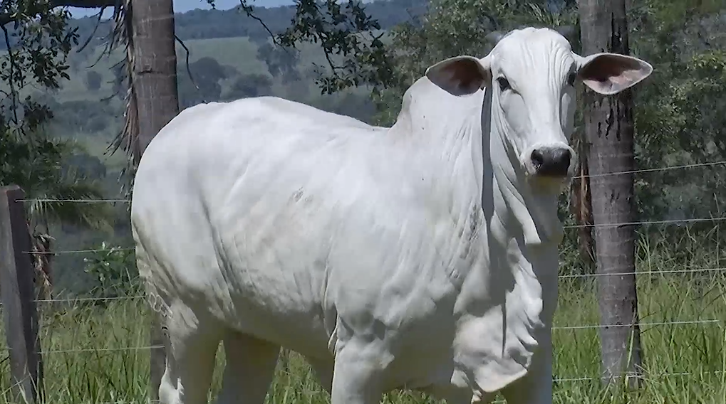 Não perca o 'De Olho Na Fazenda 7 Dias Na Sete Estrelas', hoje no SBA
