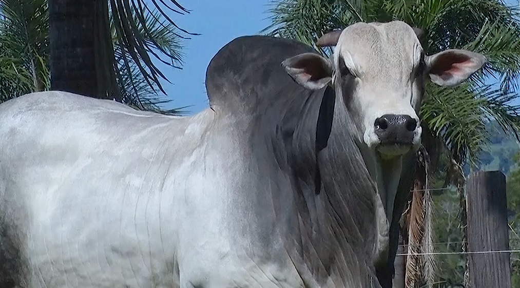 Veja o 'De Olho Na Fazenda 7 Dias Na Sete Estrelas', hoje no Canal do Boi