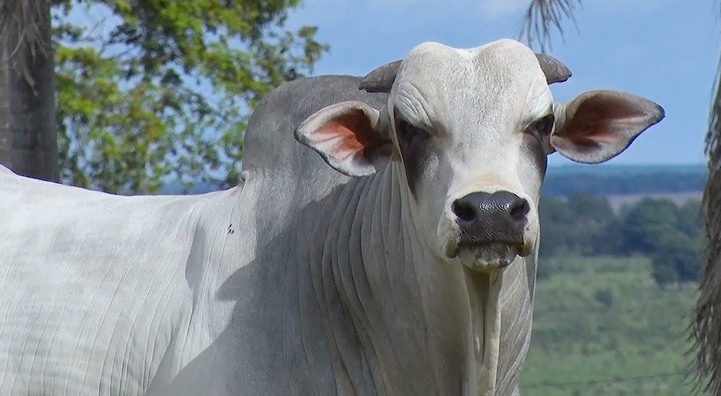 'De Olho Na Fazenda 7 Dias Na Sete Estrelas' realiza venda a preço fixo, hoje no Canal do Boi 