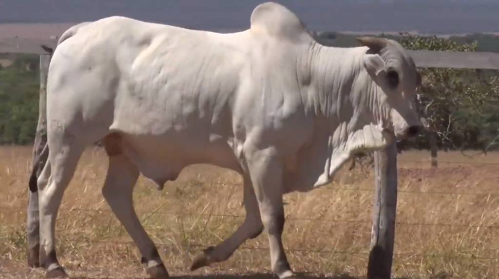 É hoje o leilão do ‘2° De Olho Na Fazenda Seleção Do Campo’