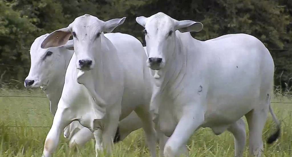 Acompanhe as vendas do ‘De Olho na Fazenda TAB G4’, no Canal do Boi