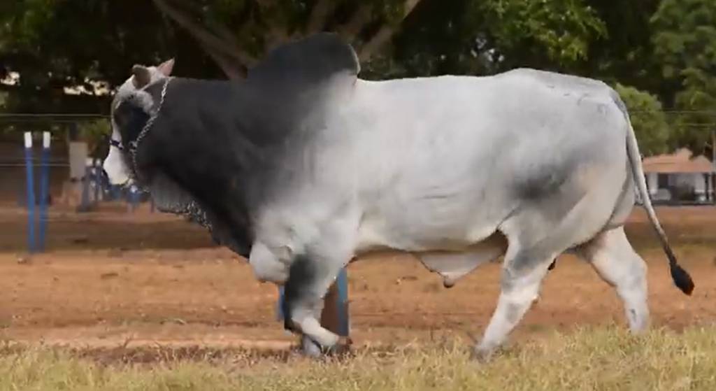 Acompanhe o ‘De Olho Na Fazenda Reprodutores’, hoje no SBA