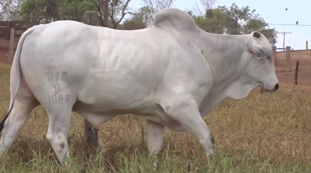 2° De Olho Na Fazenda Agropecuária Ribeirópolis segue na programação do Canal do Boi