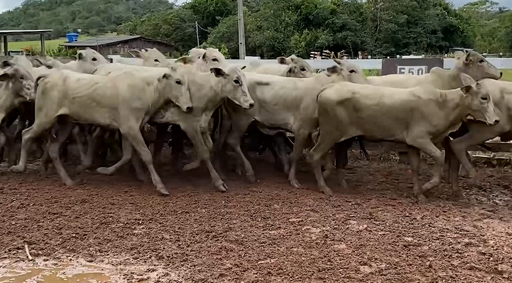 Agro Canal exibe a 4ª edição do “Leilão Encontro de Gerações” neste domingo