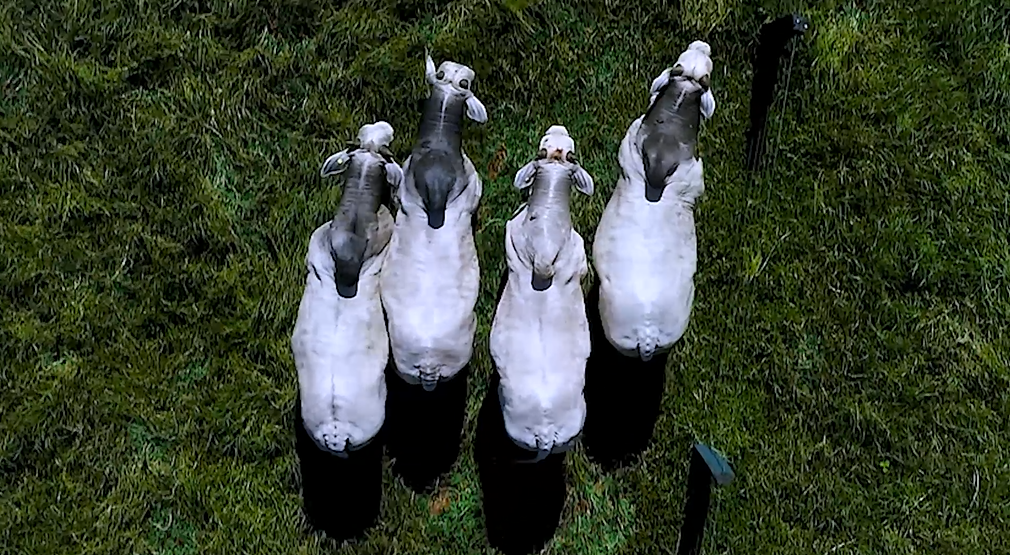 Não perca hoje no Agro Canal ‘Leilão na Origem Jacamim’