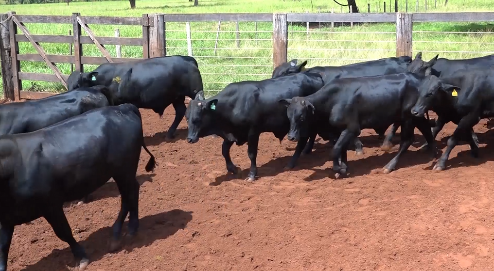 Veja o ‘Leilão Virtual Fazenda Nova Corte’, hoje no Canal do Boi