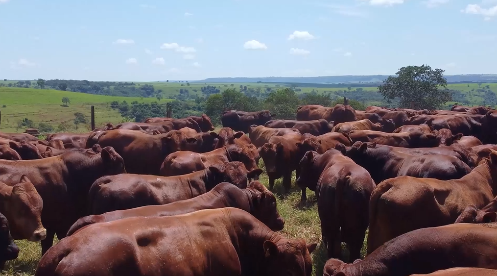 Agro Canal exibe nesta terça-feira o ‘Leilão Reprodutores Bonsmara Barra Grande’