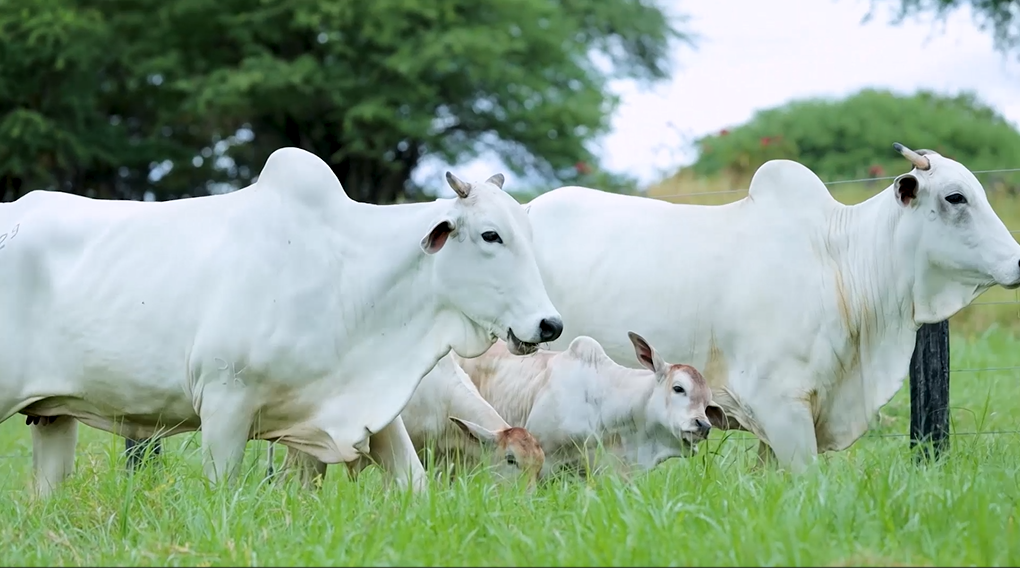 Hoje: Canal do Boi exibe o  '2° Leilão Matrizes Produtividade à Pasto'