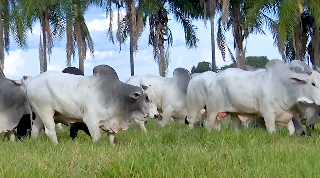 Não perca o 'De Olho Na Fazenda 7 Dias na Sete Estrelas'  hoje no SBA