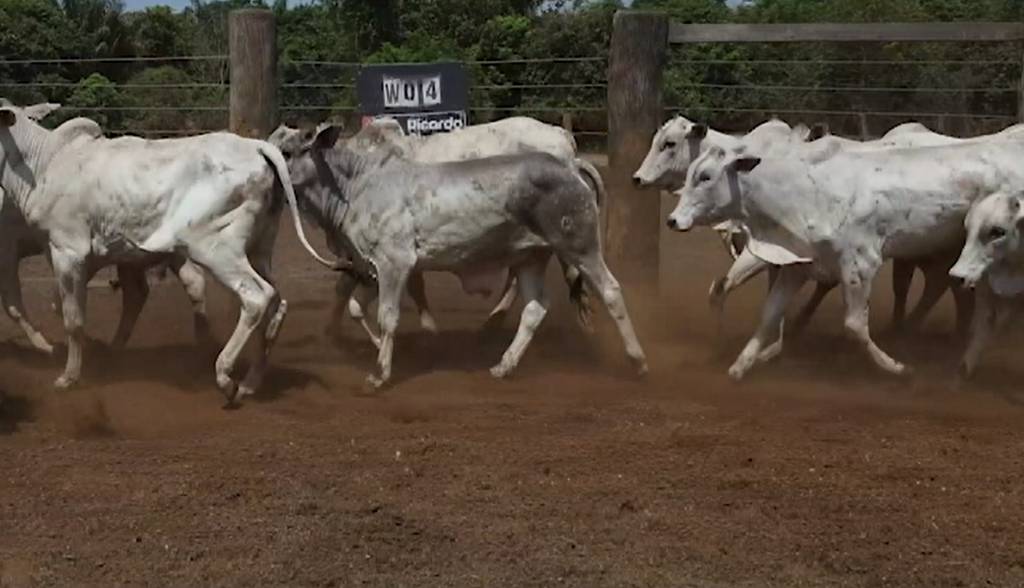 Canal do Boi exibe tradicional 'Leilão virtual MB Leilões'