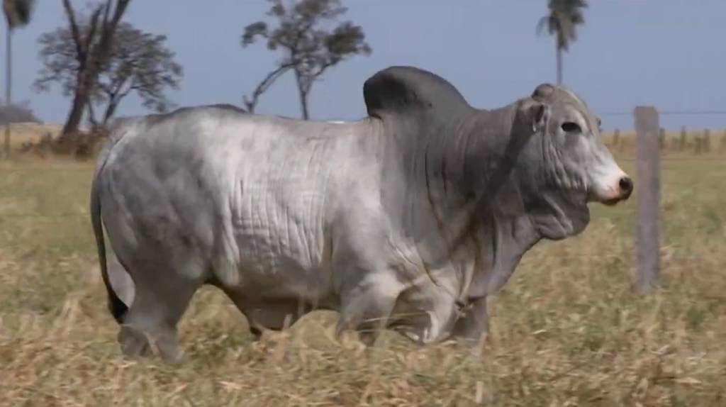 Começa hoje o 'De Olho Na Fazenda Nelore Birigui' 