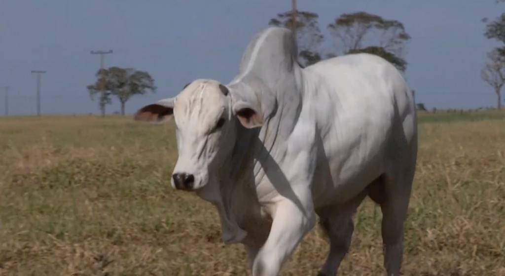 Hoje: Canal do Boi exibe touros avaliados com ultrassonografia de carcaça