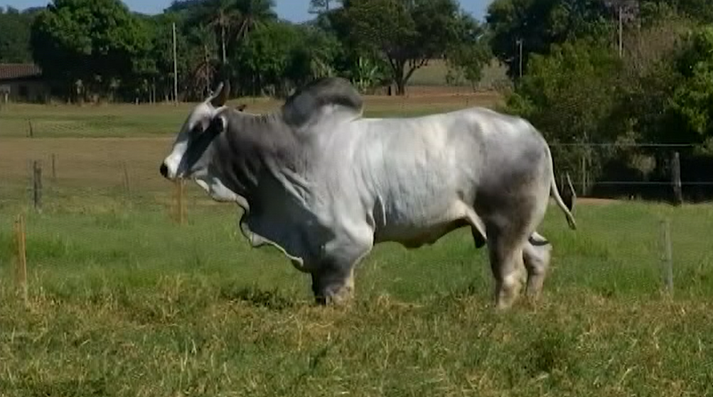 Mais um dia do evento ‘De Olho Na Fazenda Nelore do Golias' no Canal do Boi