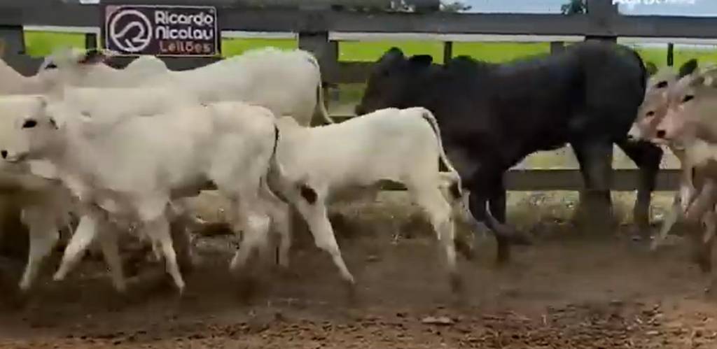 Confira hoje no Agro Canal ‘Leilão Virtual Corte’