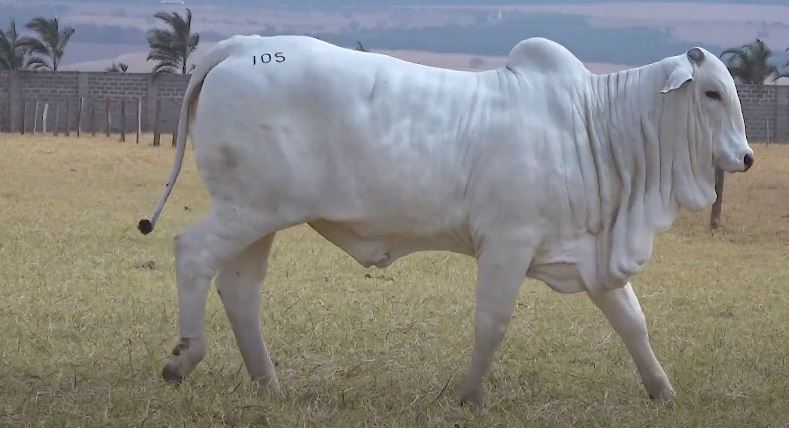 Fazendas Samambaia e Sara ofertam 110 animais Nelore PO