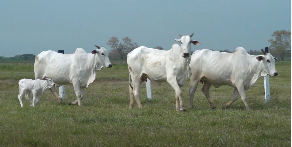 Fazenda GCSJ apresenta animais, hoje no Canal do Boi 