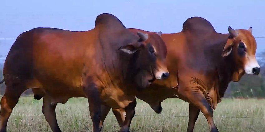 Fazenda Sindi Castilho apresenta animais, hoje no Canal do Boi