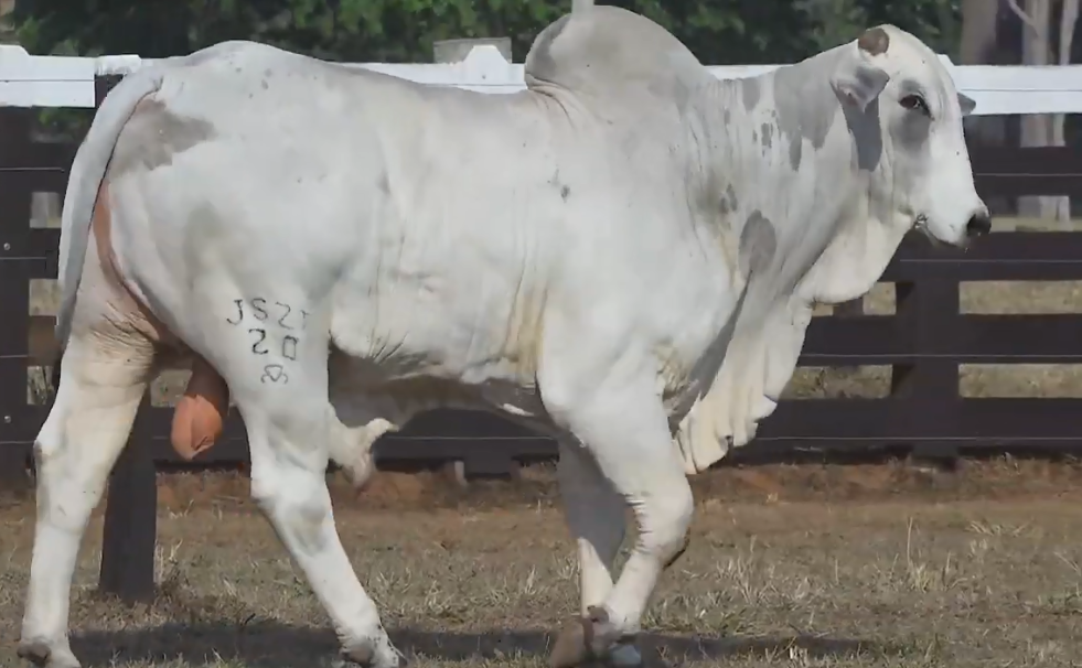 ‘Leilão Virtual Fazenda Macuco’ hoje no Agro Canal
