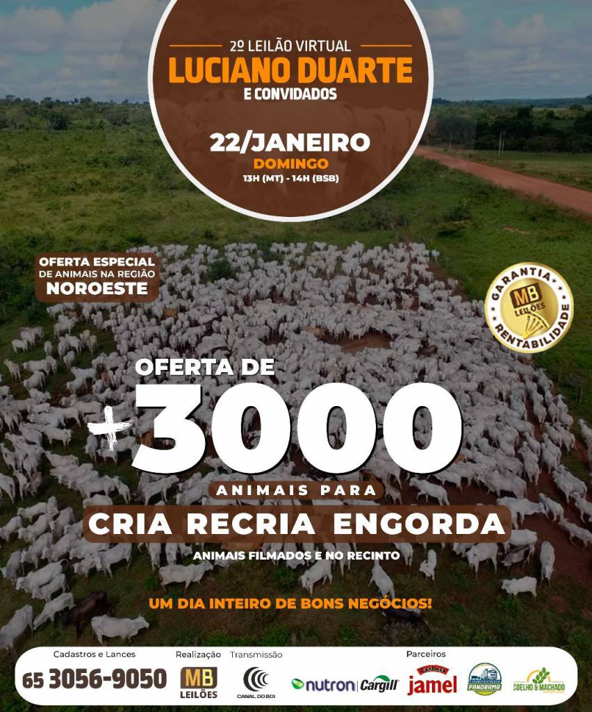 Leilão Luciano Duarte oferta gado de corte, hoje no Canal do Boi