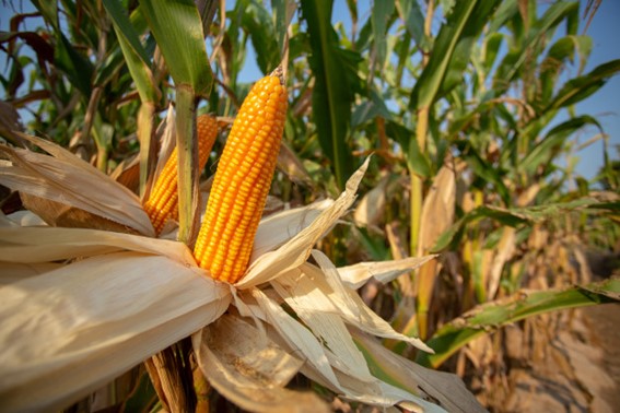 USDA divulga relatório conservador para milho e soja