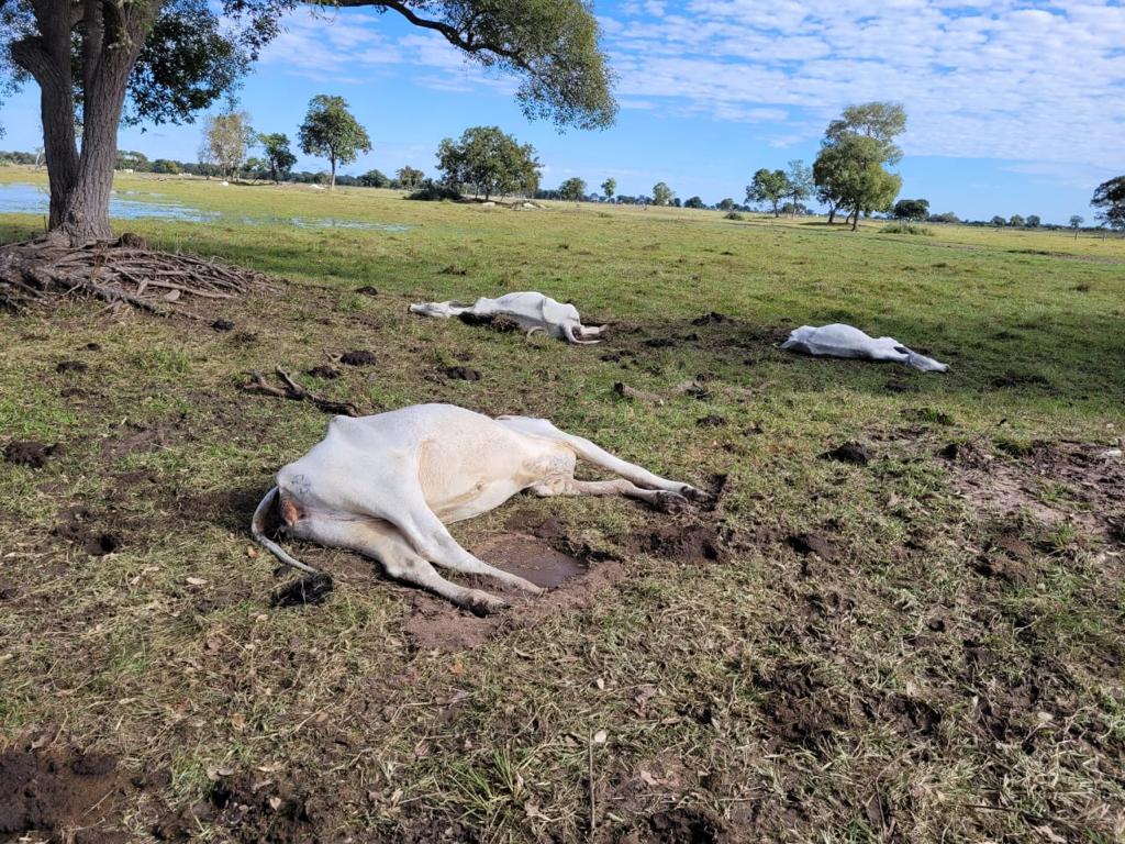 Frio extremo: número de animais mortos passa de 1.500 em MS
