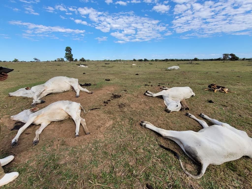 Morte de bovinos por hipotermia gera R$ 4 milhões em prejuízos 