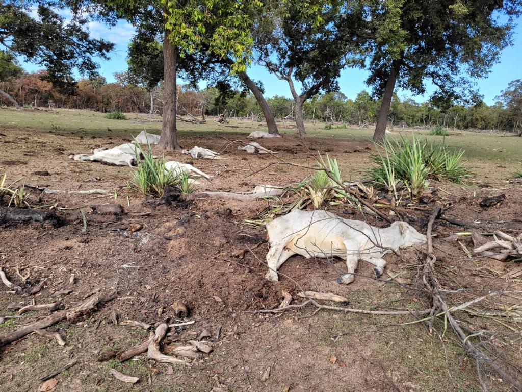 Mato Grosso do Sul tem uma semana de frio extremo, com mortes