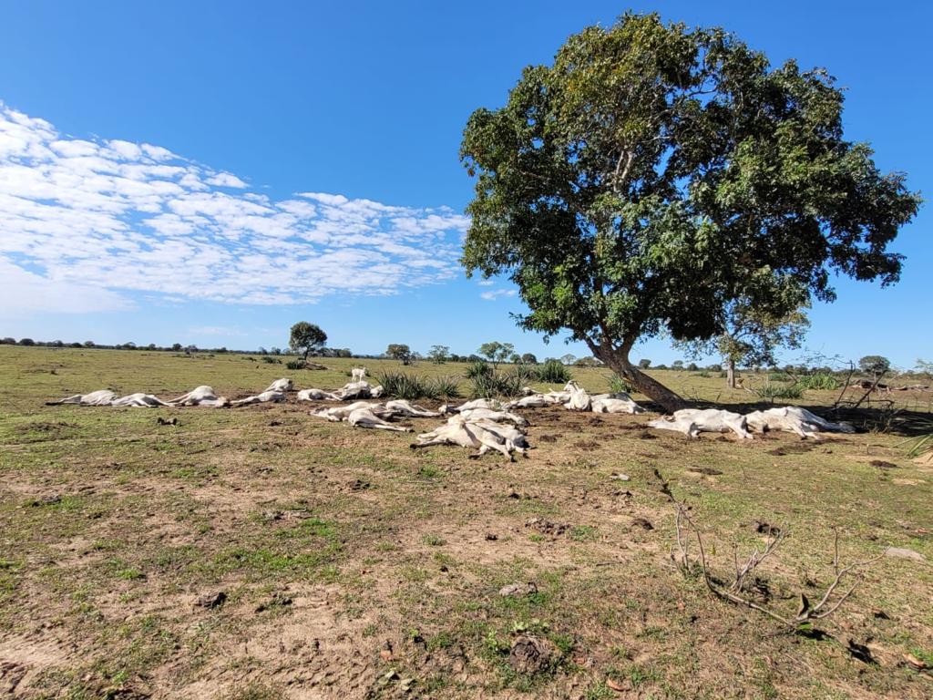 Frio mata 1.071 cabeças de gado no Pantanal Sul-mato-grossense