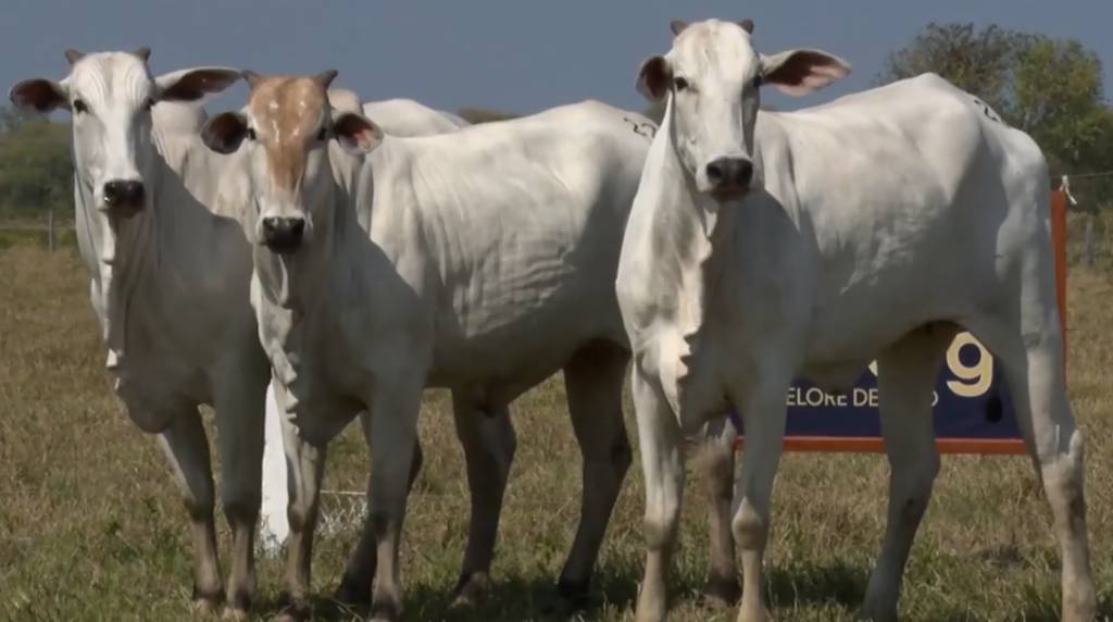 Aproveite mais um dia do '3º De Olho na Fazenda Nelore Camargo'