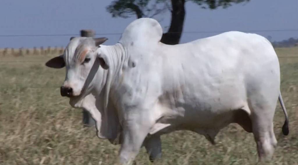 Último dia do '2° De Olho Na Fazenda Agropecuária Ribeirópolis'