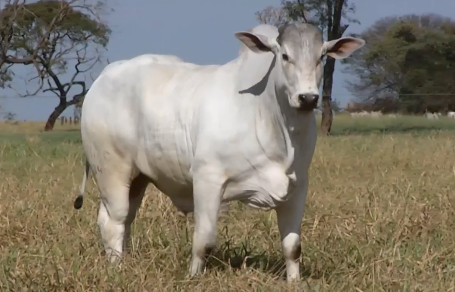 Veja o leilão de encerramento ‘De Olho na Fazenda Nelore Birigui’