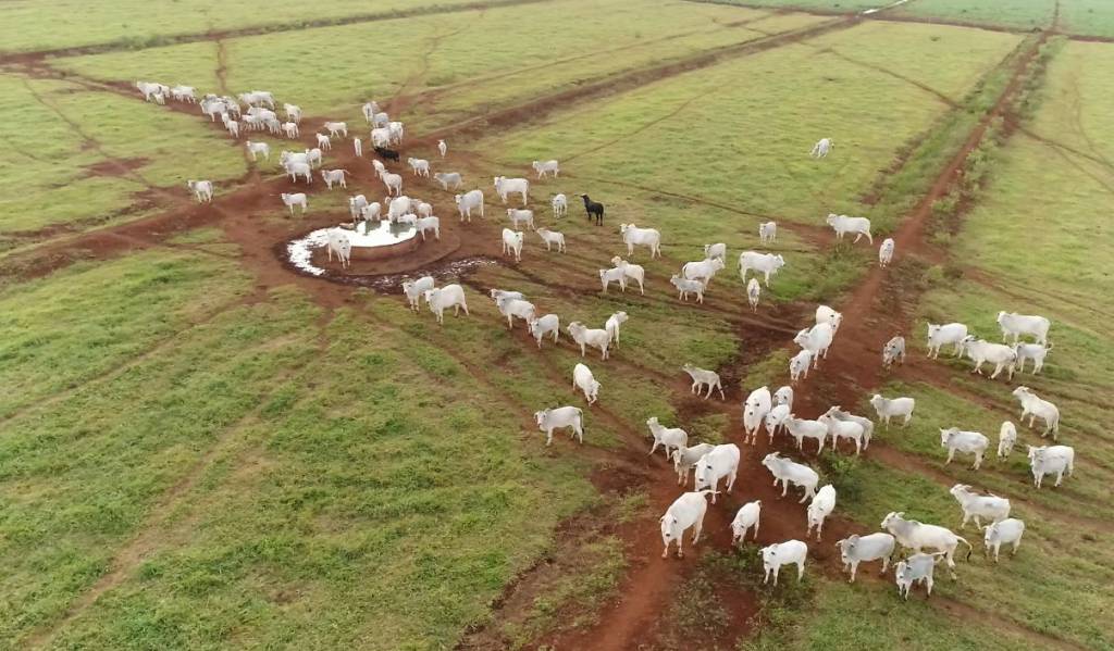 AGROCLIMA I Umidade tem sido favorável em áreas de pastagens 