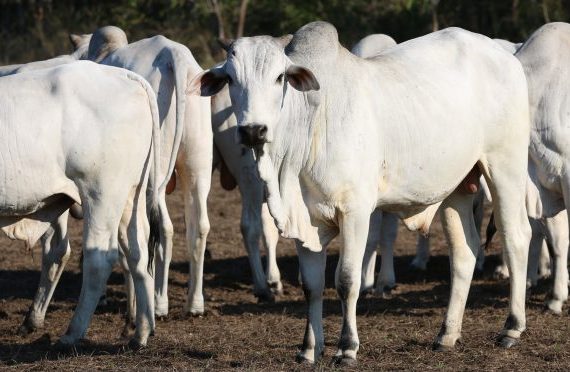 Simpósio Repronutri começa hoje e segue até dia 13 