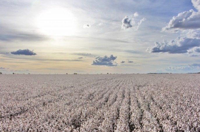 Algodão: área plantada da safra 21/22 cresce 15% na Bahia