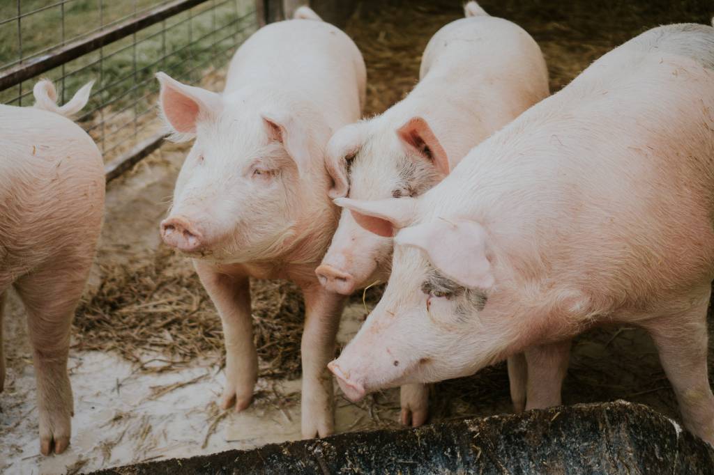 Exportações de carne suína superam 100 mil toneladas em agosto