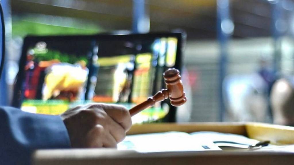 Remates da 88ª ExpoZebu faturam quase R$ 100 milhões