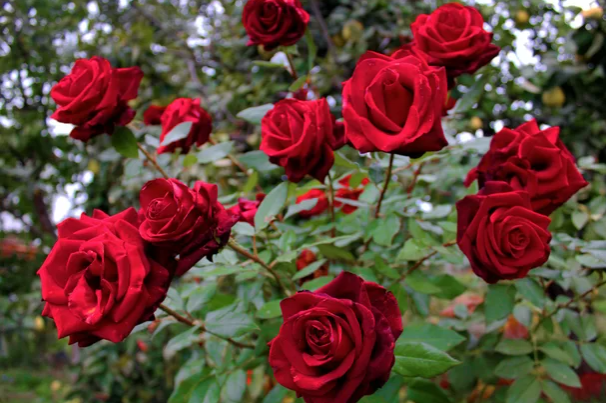 No Dia dos Namorados, rosas colombianas reforçam comércio brasileiro
