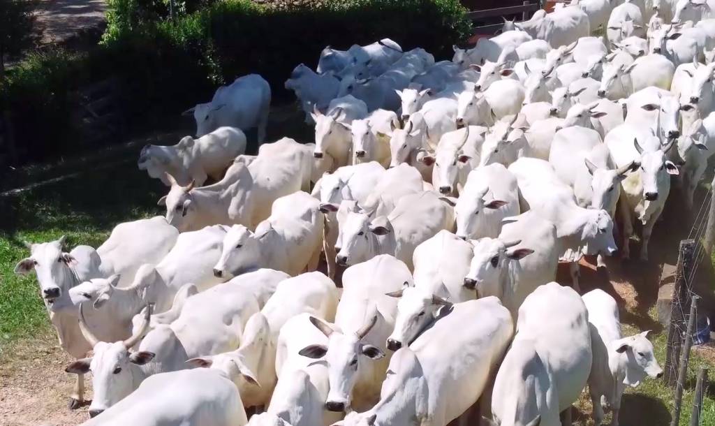 Não perca o ' 2º Leilão Fêmeas de Santa Rosa’, hoje  no Canal do Boi