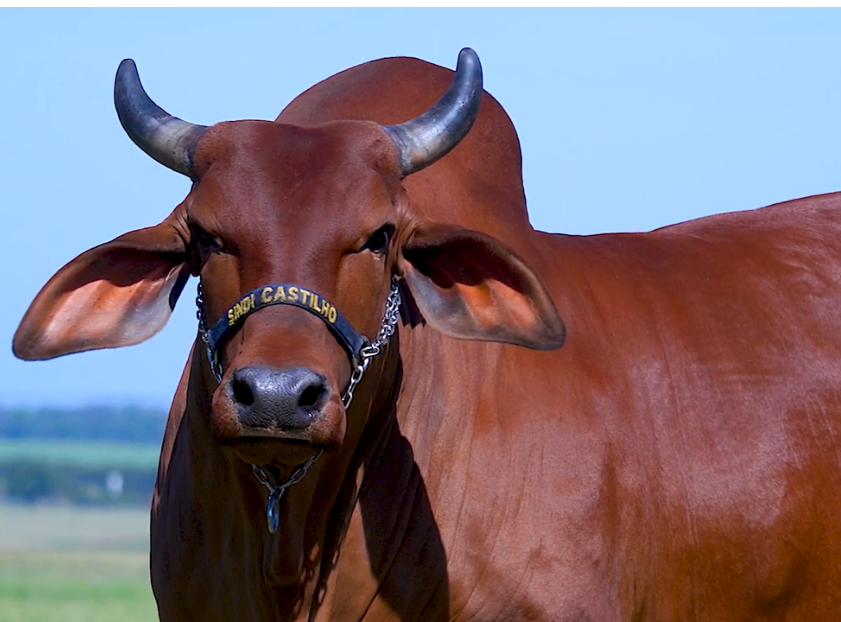 Aproveite as vendas do 'De Olho Na Fazenda Semana Sindi Castilho'