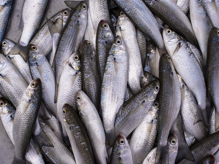 Temporada de pesca da tainha encerrou em julho 