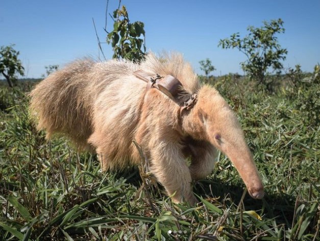 Filhote de tamanduá albino é encontrado em MS
