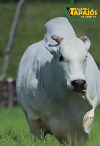 Nelore da Laranja apresenta neste sábado o 3º Leilão Fazenda Tapajós & Convidados