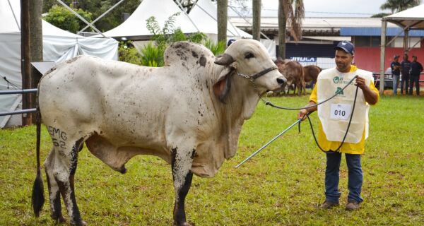 Touro Líder é campeão gir leiteiro na categoria macho jovem