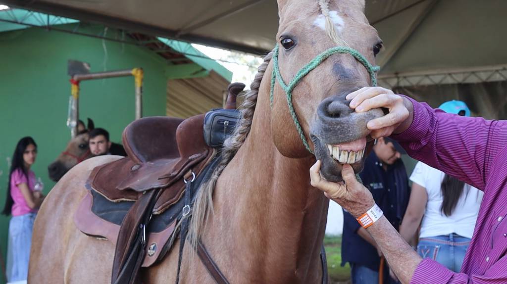 Tratamento dentário é essencial para a saúde dos equinos