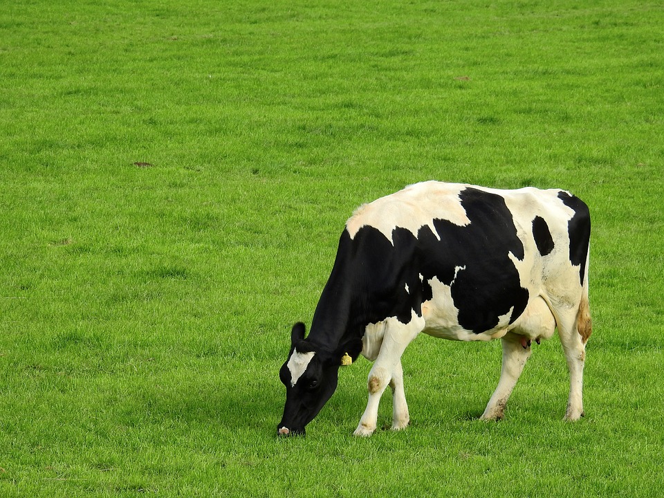 Arroba da vaca apresenta maior deságio da década, revela o Imea