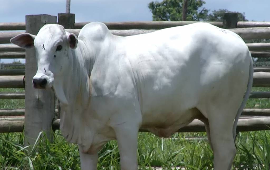 Exportações de carne bovina a China estão suspensas