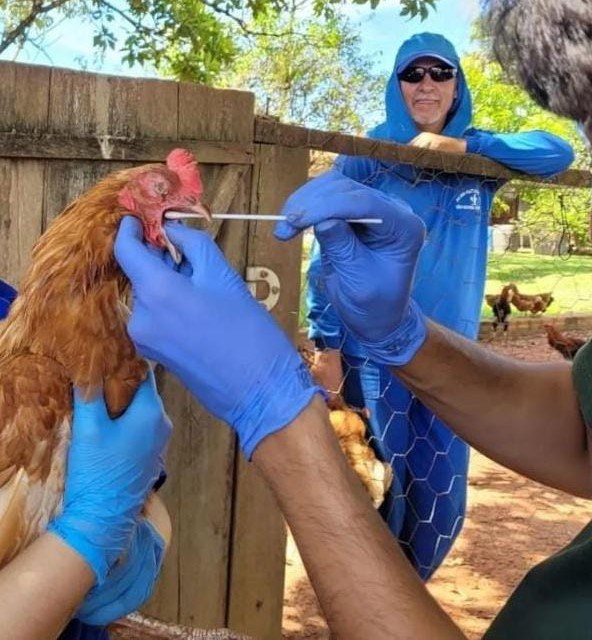 Gripe Aviária: MS decreta estado de emergência zoossanitária 