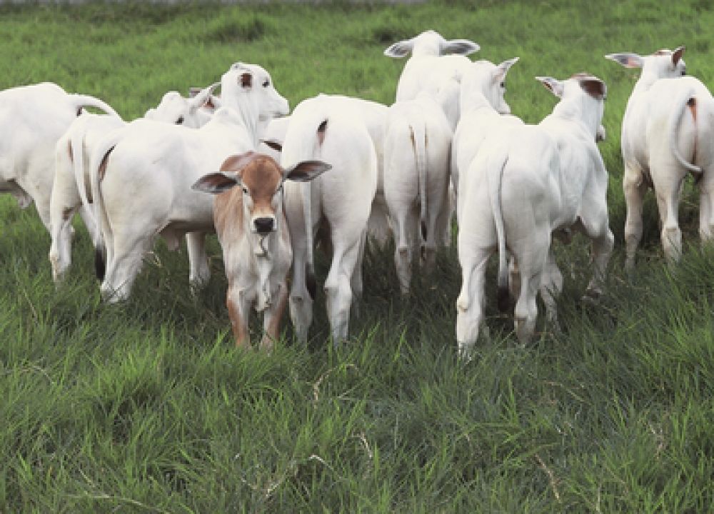 Bayer Saúde Animal e Canal do Boi lançam campanha contra coccidiose