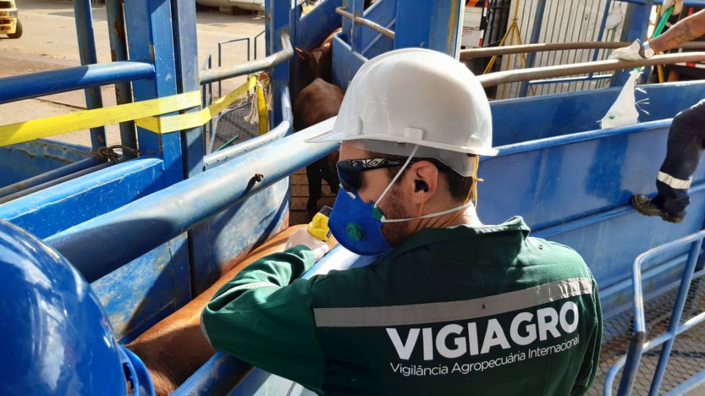 Auditores Fiscais Federais Agropecuários acompanham embarque de 20 mil bovinos para exportação desde o fim de semana