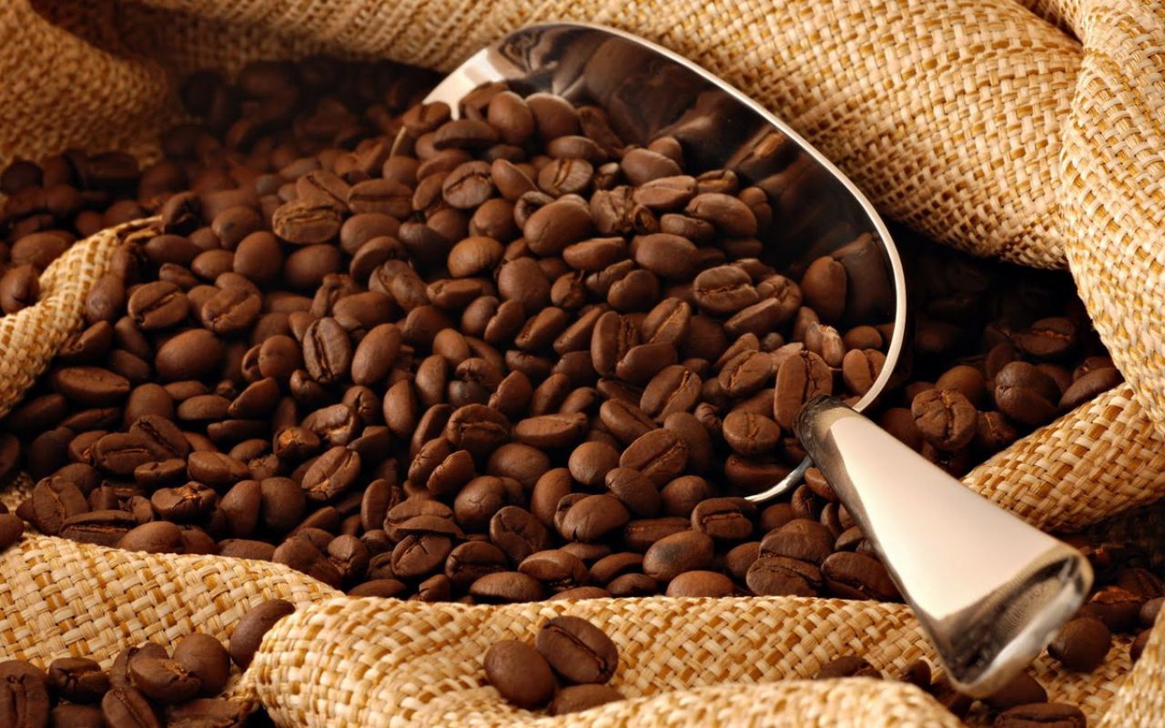 Indicador do café conilon tipo 6 peneira 13 acima